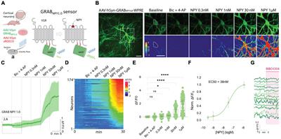 Detection of endogenous NPY release determined by novel GRAB sensor in cultured cortical neurons
